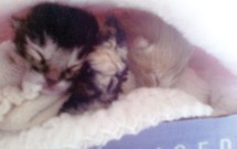 Operation Tierra Nueva Kitty Rescue by Erica Westby