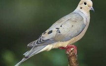 Grief During the Holiday