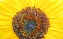 A Poem of Gratitude from Eric Golden