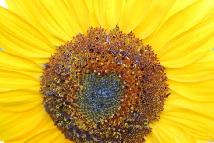 A Poem of Gratitude from Eric Golden