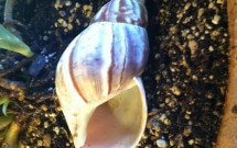 Opening My Ears, My Mind Lets Go