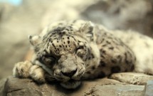 How I Prepare for Sleep