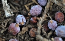 “Time Crystal” by Molly Ponkevitch, SWC Student