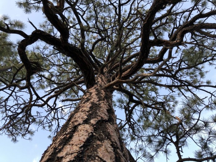 Courageous Compassion at the Crossroads of Conflict