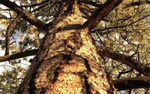 Loving Trees By Ann Filemyr, Ph.D. President of Southwestern College