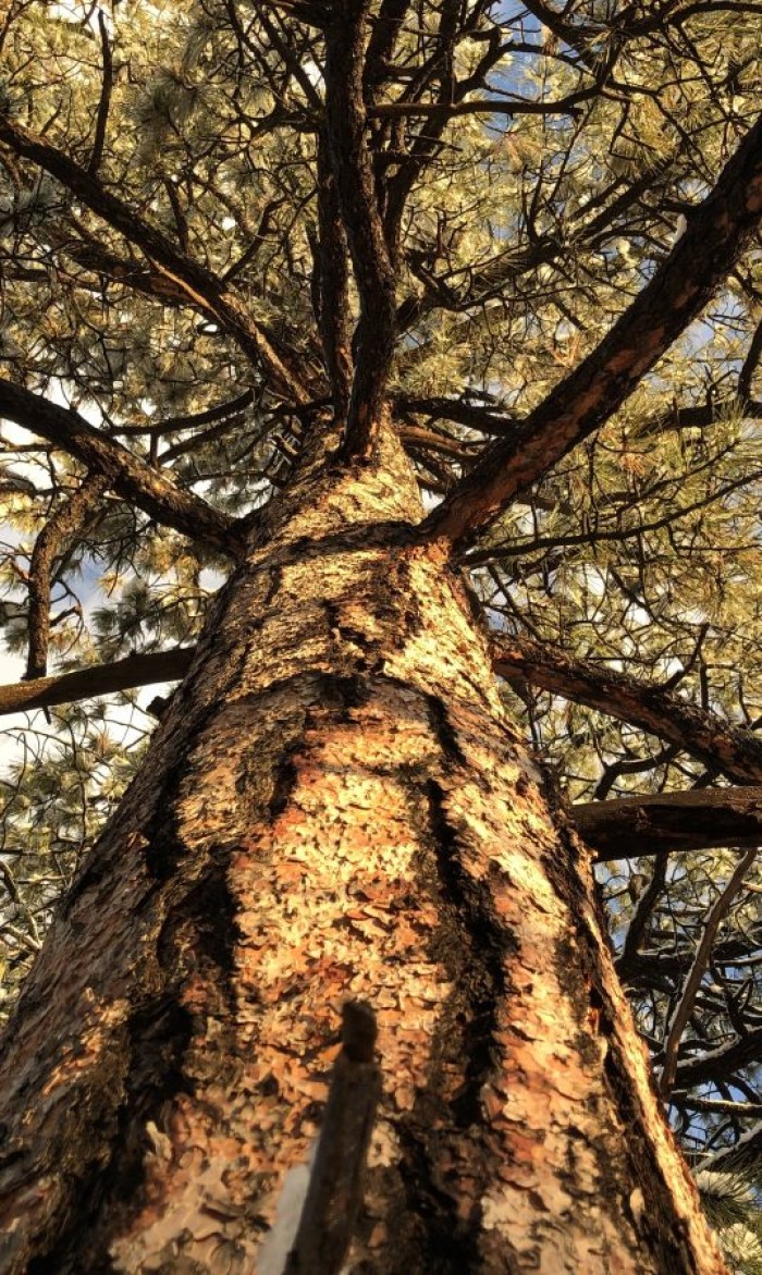 Loving Trees By Ann Filemyr, Ph.D. President of Southwestern College