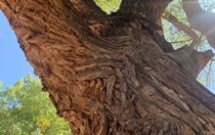 Learning with Nature, by Nena Martinez Anaya, Doctoral Student