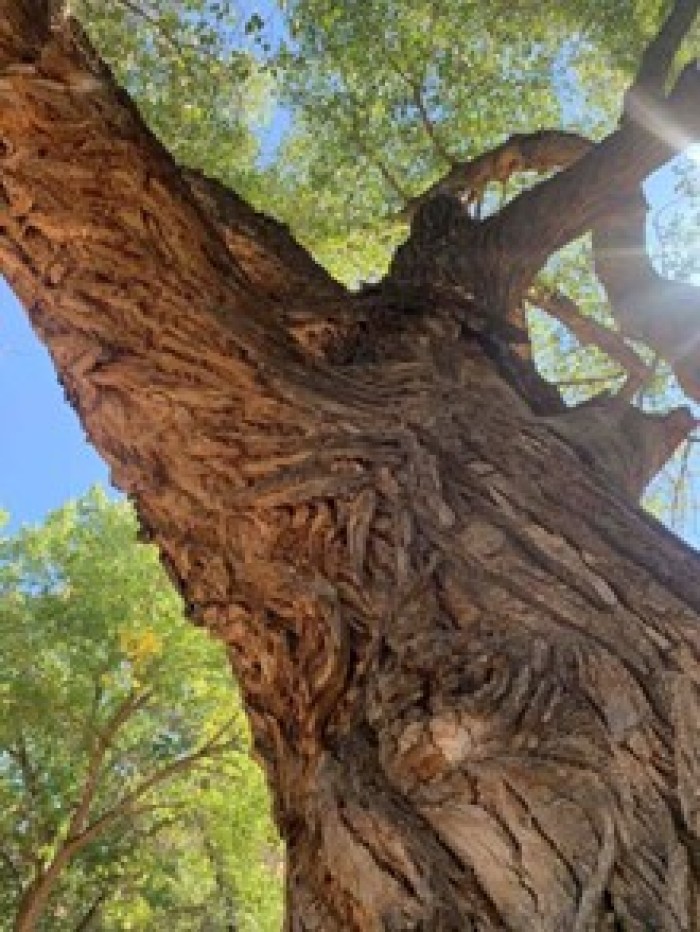 Learning with Nature, by Nena Martinez Anaya, Doctoral Student