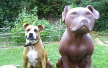 Lessons Learned from Bandit the Buddha Dog