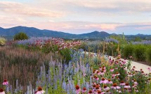 Springtime Flowers of Santa Fe By Tya Bussell