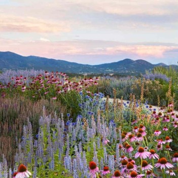 Springtime Flowers of Santa Fe By Tya Bussell