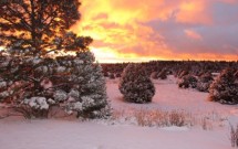 New Mexico Winter Tips  by homegrown New Mexican, Tya Bussell