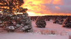 New Mexico Winter Tips  by homegrown New Mexican, Tya Bussell