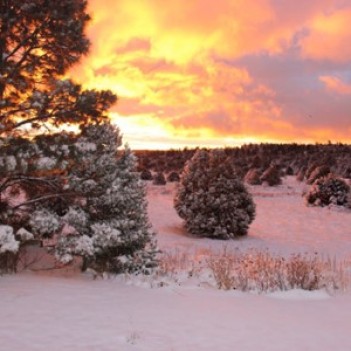 New Mexico Winter Tips  by homegrown New Mexican, Tya Bussell
