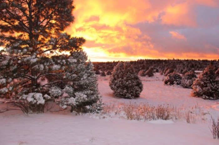 New Mexico Winter Tips  by homegrown New Mexican, Tya Bussell