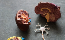 Integrating Brain, Body & Heart!