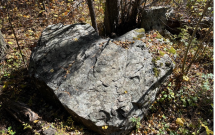 Doctoral Community as an Aspen Grove by Genell Howell, PhD student