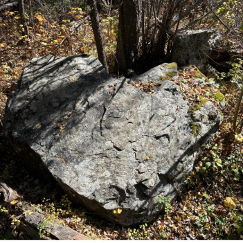 Doctoral Community as an Aspen Grove by Genell Howell, PhD student
