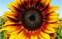 Is My Therapist “The One?” by Jane McConnell