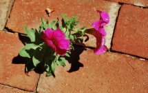 Dealing With Anger in the Grief Process by Ted Wiard, LPCC, CGC