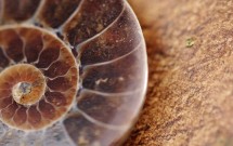 Archetypal Psychology Class 2014: The Mandala Process