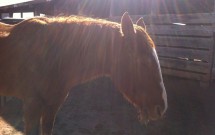 Equine Therapy at Listening Horse by Intern, Liz Sump