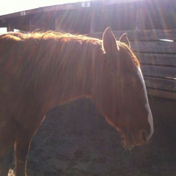 Equine Therapy at Listening Horse by Intern, Liz Sump