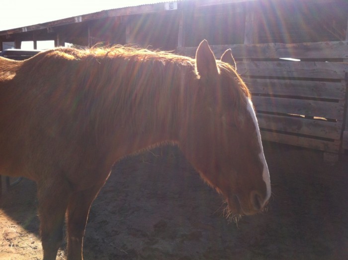 Equine Therapy at Listening Horse by Intern, Liz Sump