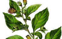 Marijuana and the Profession of Psychotherapy