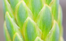 …your essential exuberance