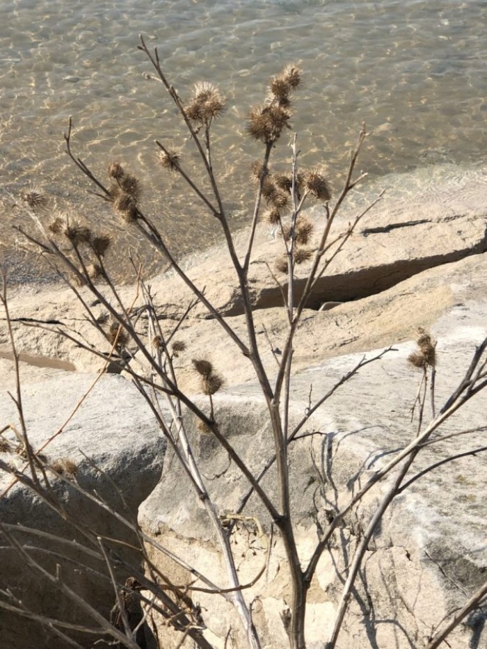 The Weed by the Water, by President Ann Filemyr