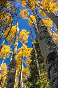 aspens-4