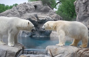 jim 2 polar bears