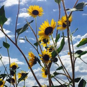 sunflowers (2)